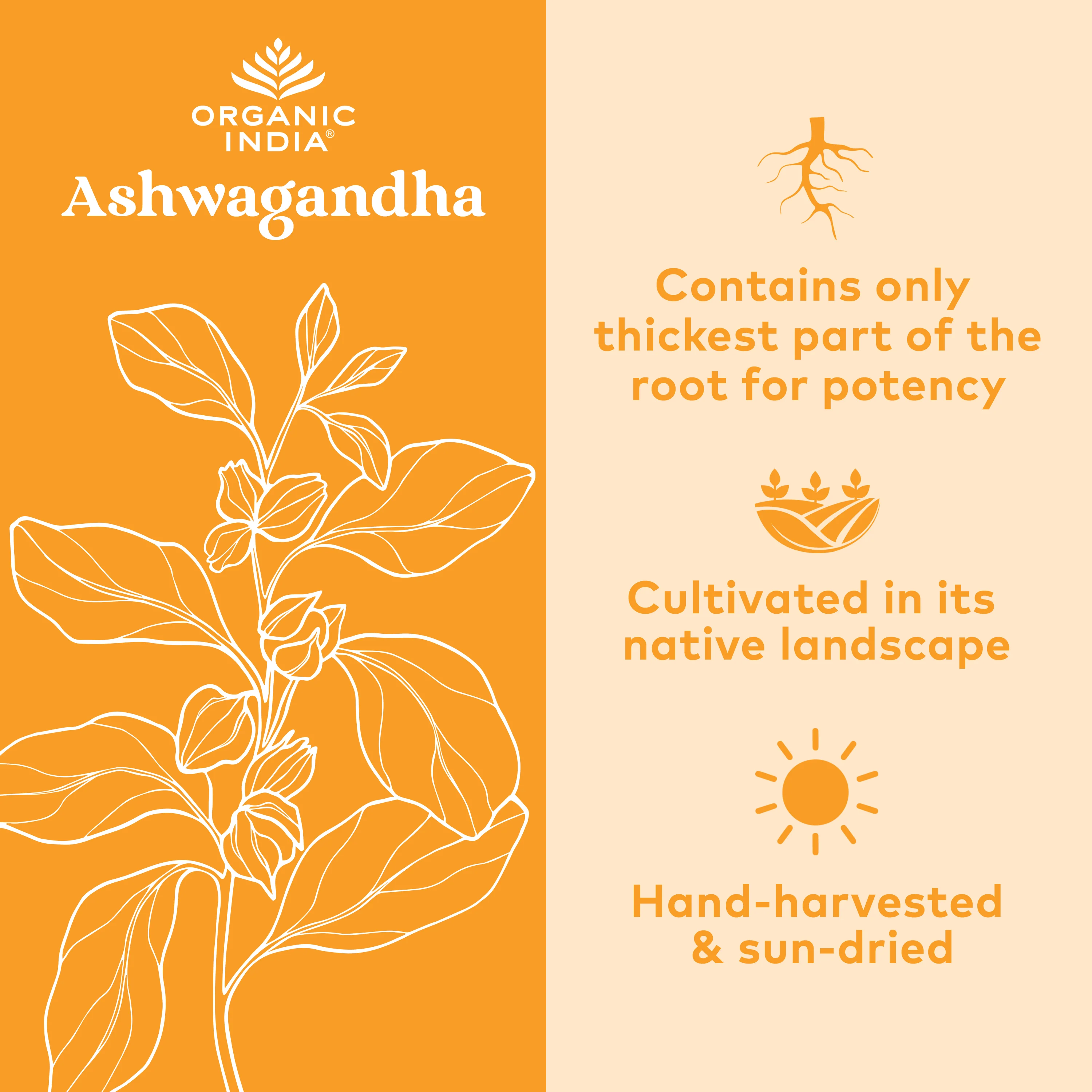 Ashwagandha Root Capsules - Image 18