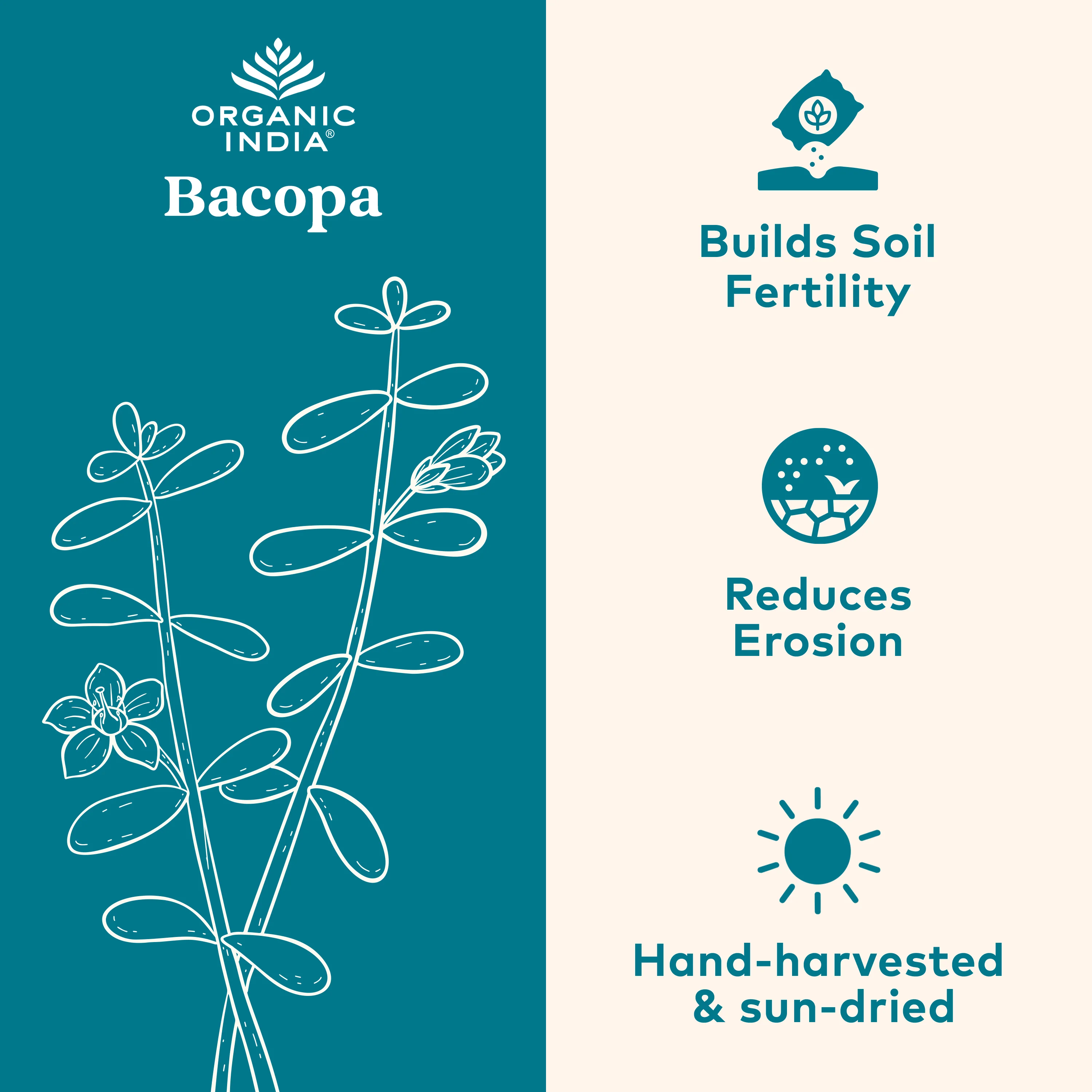 Bacopa Capsules - Image 3