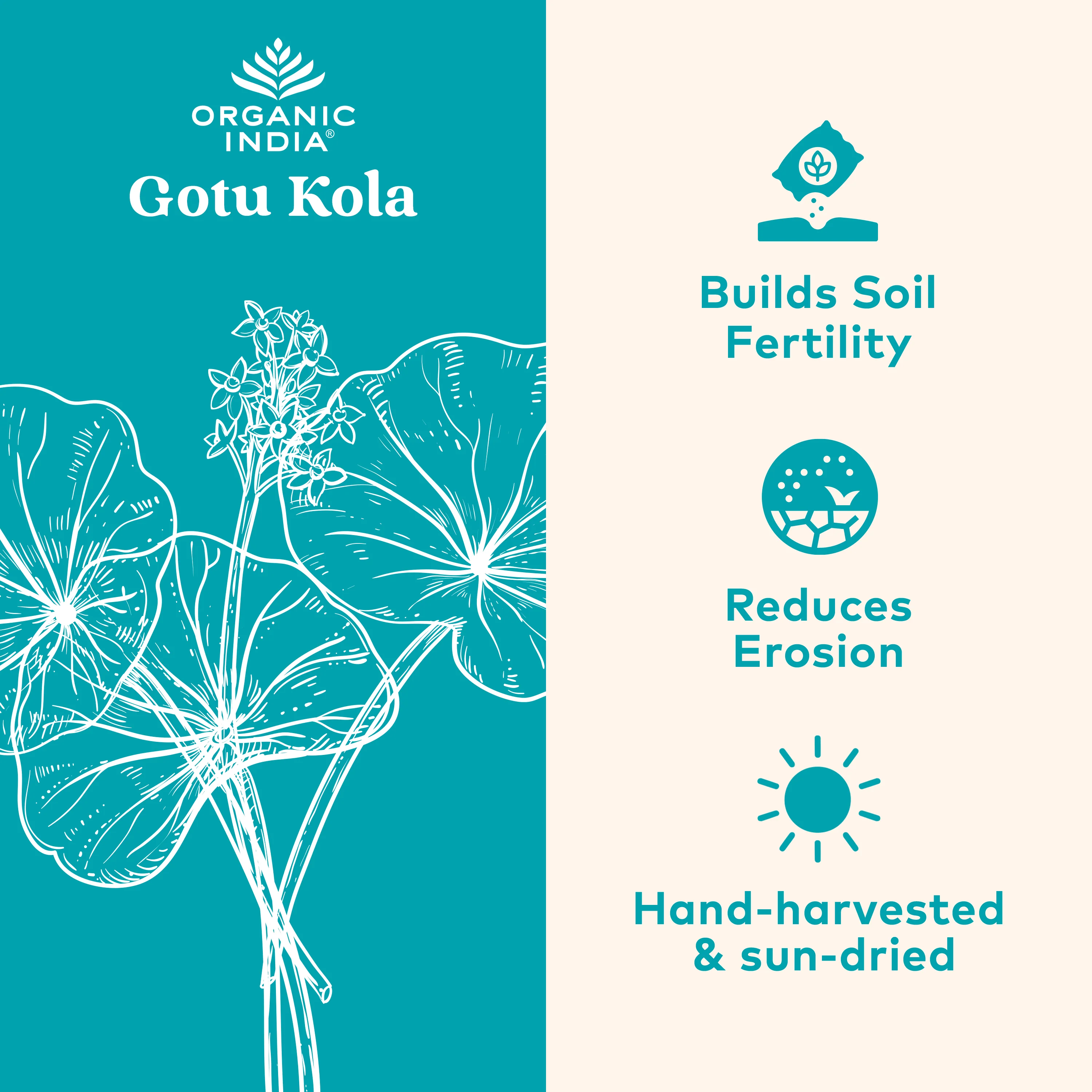 Gotu Kola Capsules - Image 4