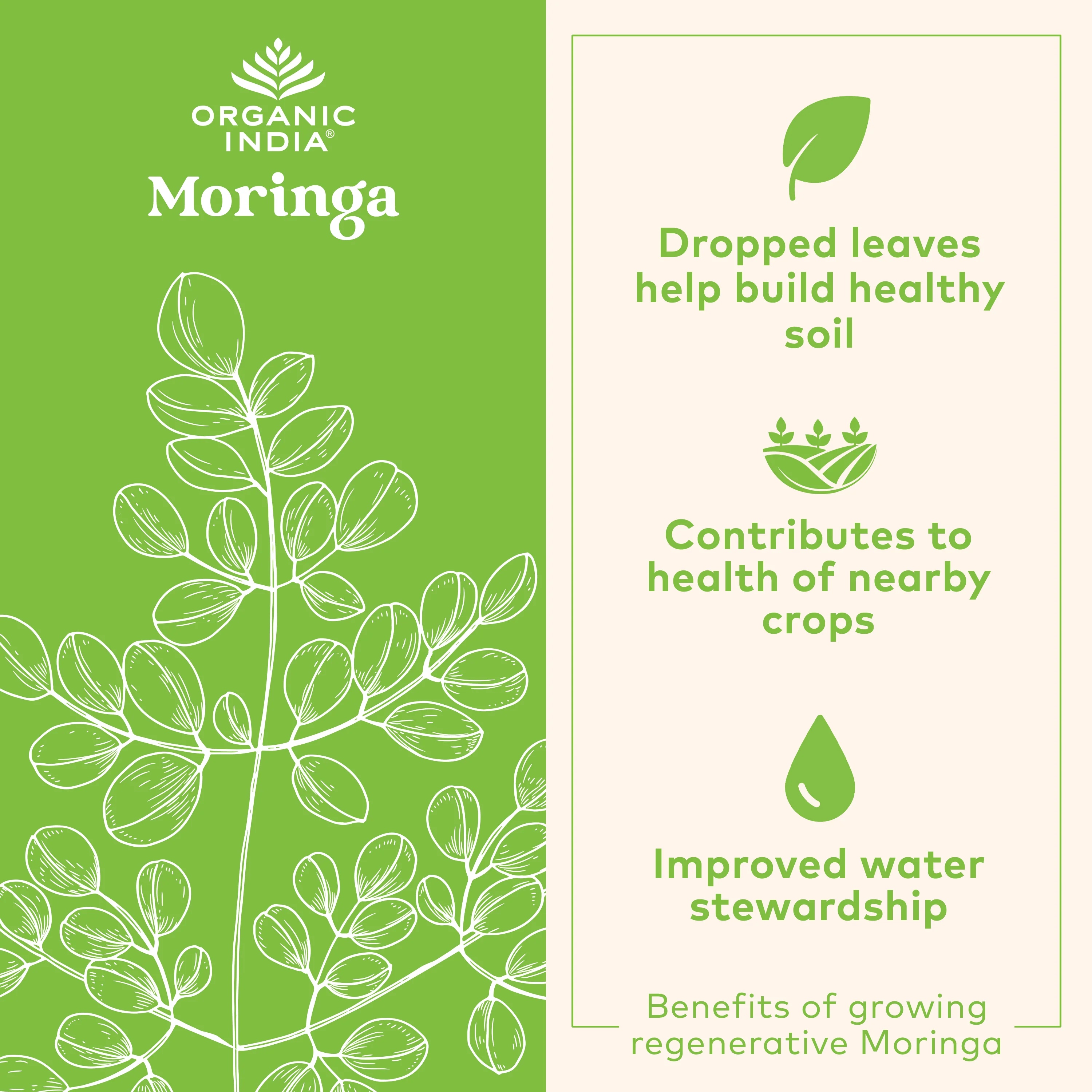 Moringa - Image 10