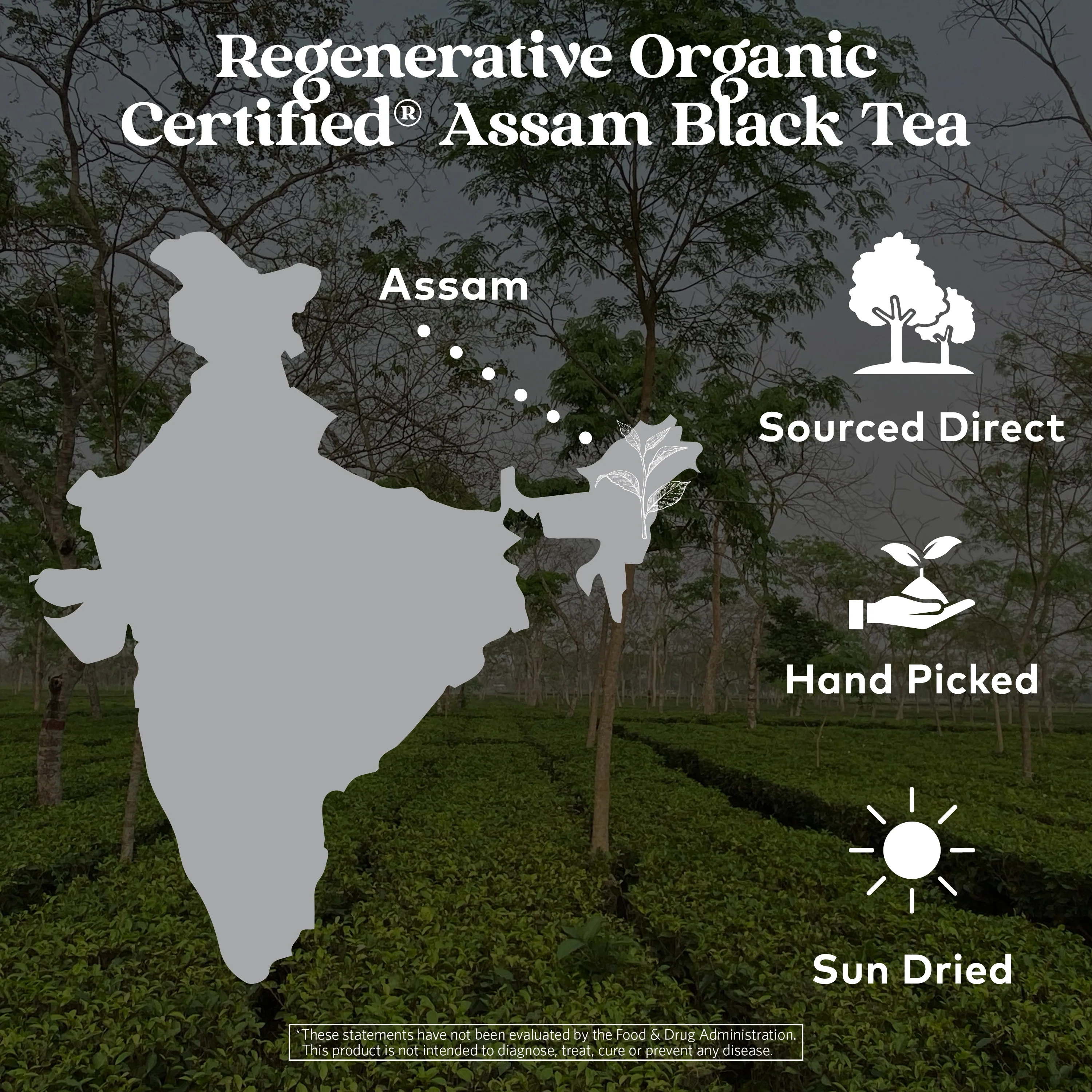 Purely Assam Black Tea - Image 5