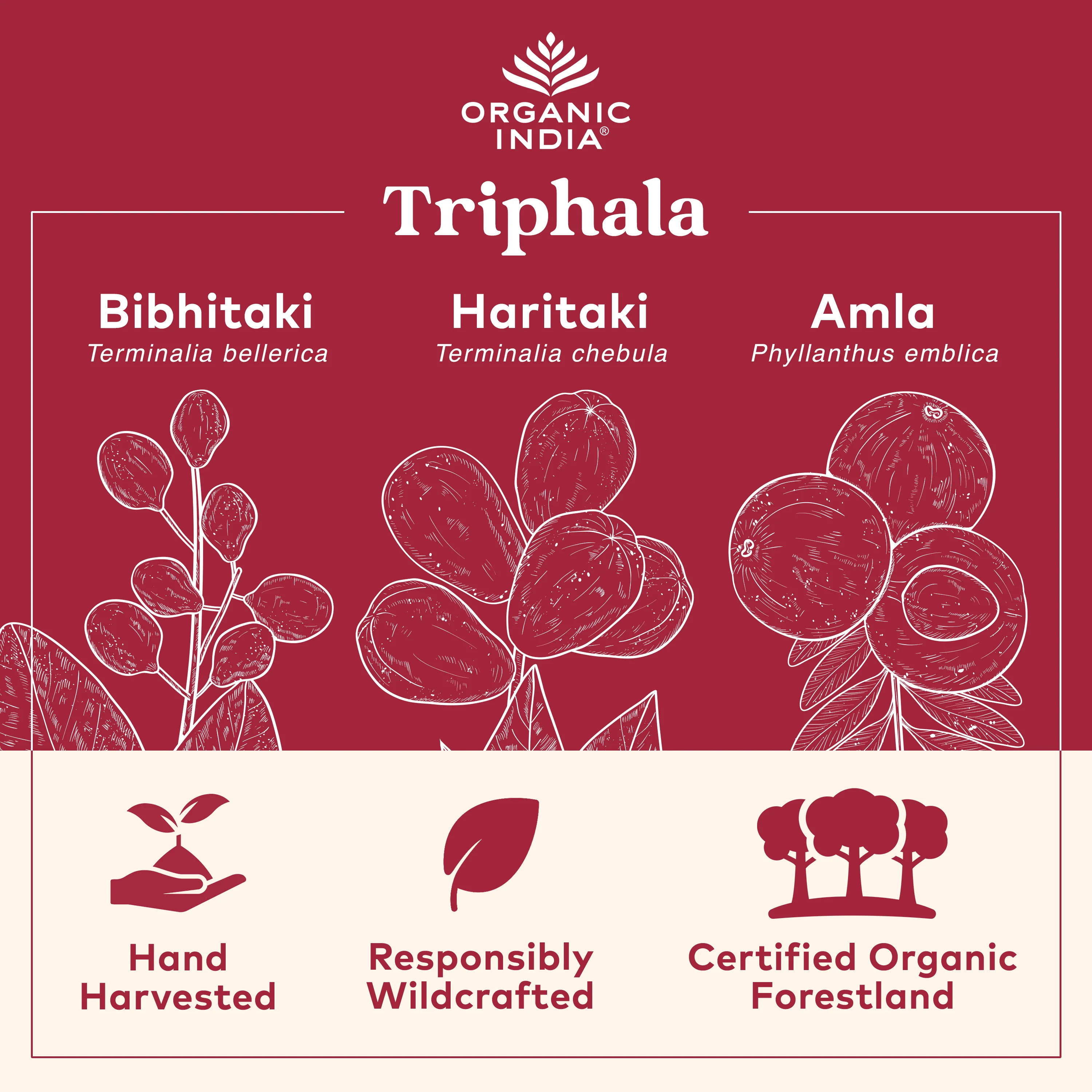 Triphala - Image 3