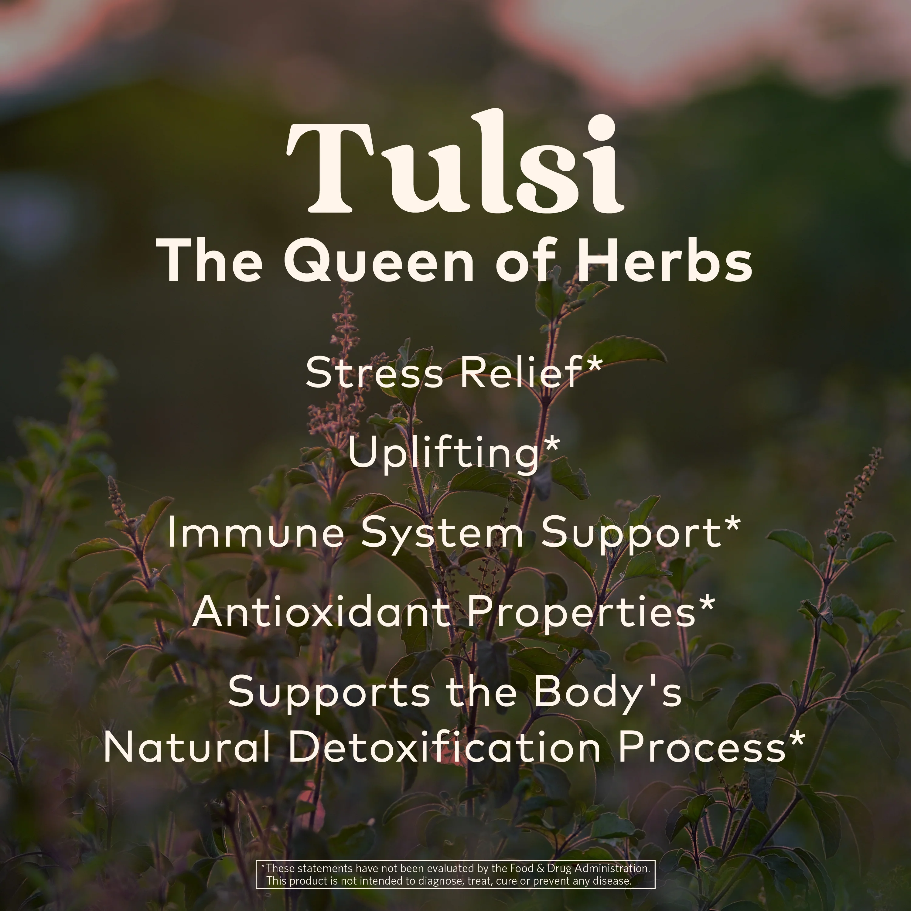 Tulsi Sweet Rose Loose Leaf Tea Canister - Image 5